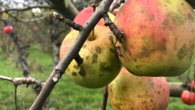 How Do You Control Sooty Blotch and What İs Sooty Mold On Apple Trees