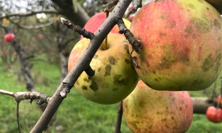 How Do You Control Sooty Blotch and What İs Sooty Mold On Apple Trees