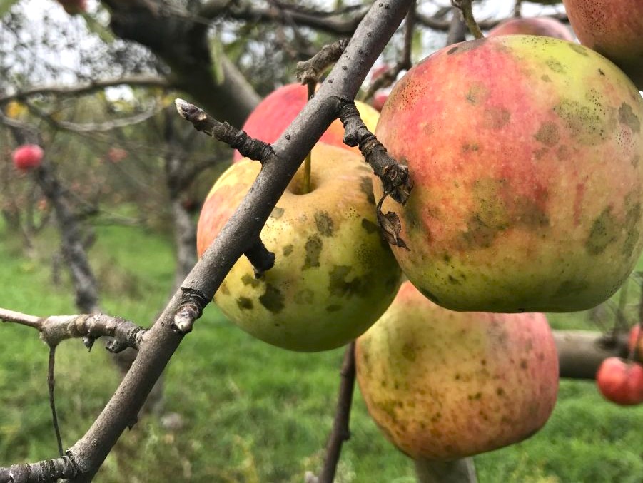 How Do You Control Sooty Blotch and What İs Sooty Mold On Apple Trees