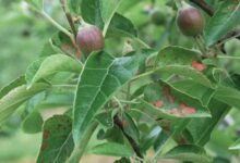 How Does Cedar Apple Rust Affect Apples