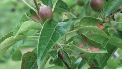 How Does Cedar Apple Rust Affect Apples