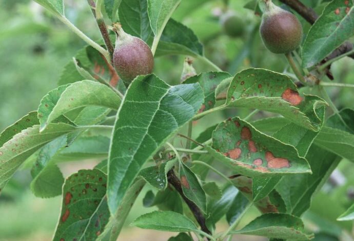 How Does Cedar Apple Rust Affect Apples