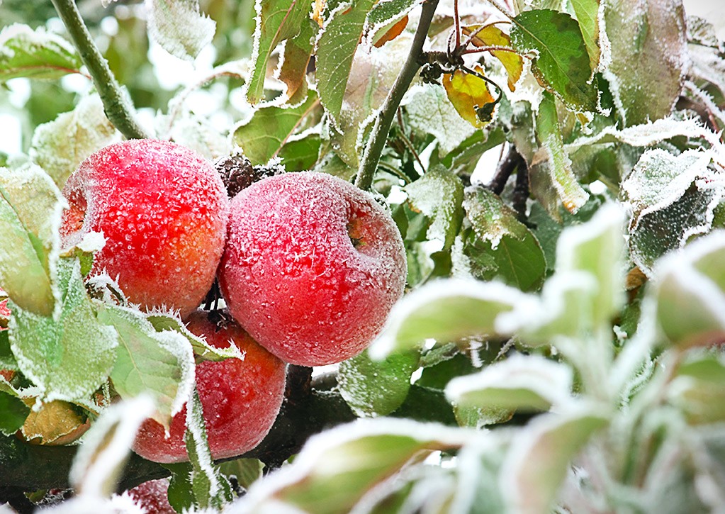 How Long Does İt Take To Chill an Apple