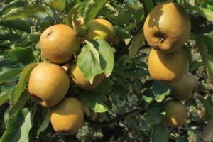 How to Grow Kernel Apples in Ashmead