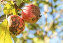 Identifying and Treating Apple Scab Fungus