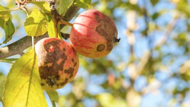 Identifying and Treating Apple Scab Fungus