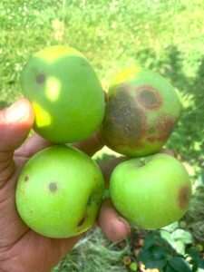 Information On Sooty Blotch Treatment Of Apples