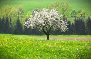 Is There an Apple Tree That Self-Pollinates