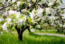 Learn About Apples That Pollinate Themselves