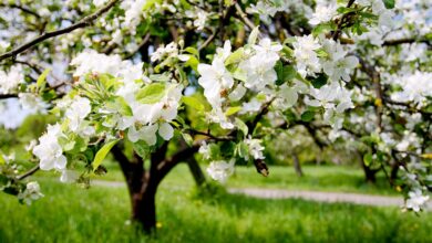 Learn About Apples That Pollinate Themselves