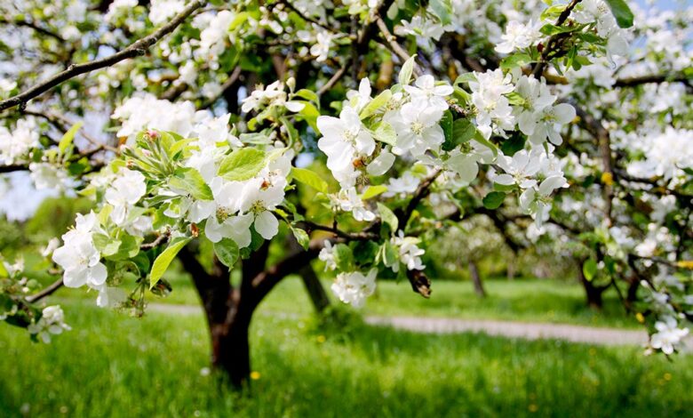 Learn About Apples That Pollinate Themselves