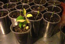 Learn About Planting Apple Tree Cuttings