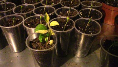 Learn About Planting Apple Tree Cuttings