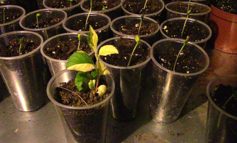 Learn About Planting Apple Tree Cuttings
