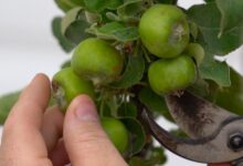 Learn How And When To Thin Apple Trees