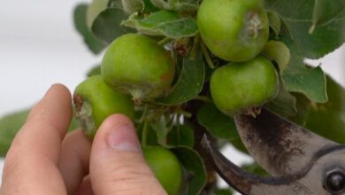Learn How And When To Thin Apple Trees