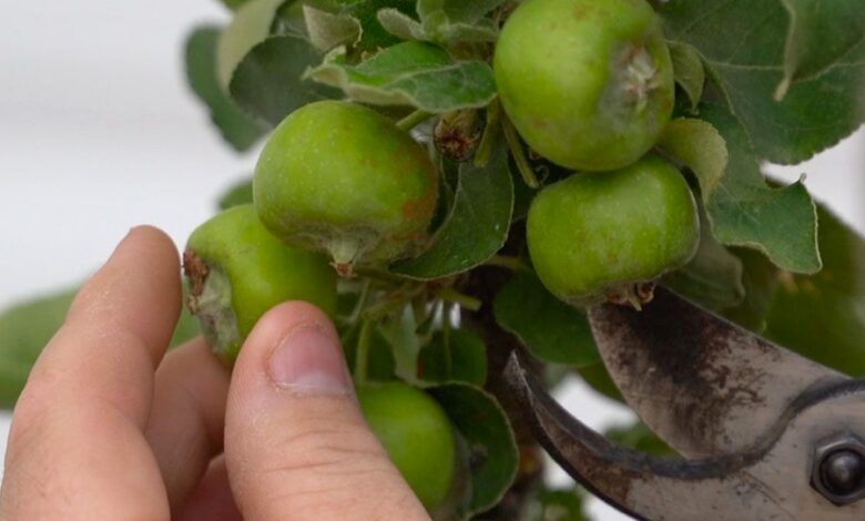 Learn How And When To Thin Apple Trees