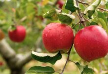 Learn How To Grow Winesap Apples