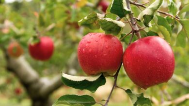 Learn How To Grow Winesap Apples