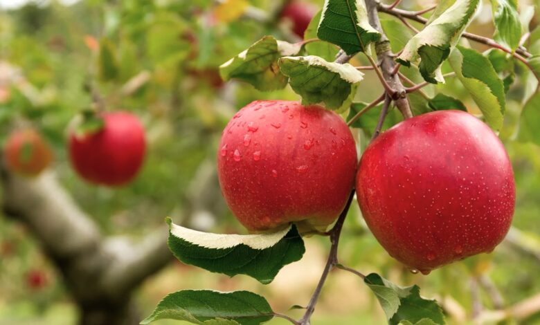 Learn How To Grow Winesap Apples