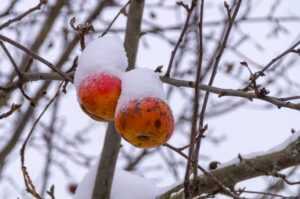 Maintenance of Apple Trees in the Winter