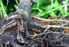 Reasons For Root Rot In Apple Trees