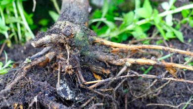 Reasons For Root Rot In Apple Trees