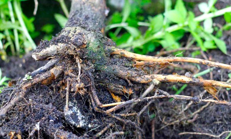 Reasons For Root Rot In Apple Trees