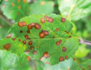 Tips On Managing Bot Rot Of Apple Trees