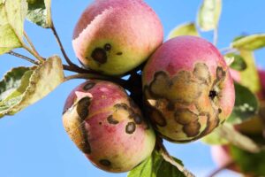 Treatment for Apple Scabs