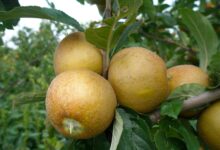 Uses For Ashmead’s Kernel Apples