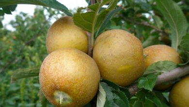 Uses For Ashmead’s Kernel Apples