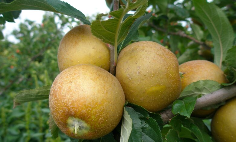 Uses For Ashmead’s Kernel Apples
