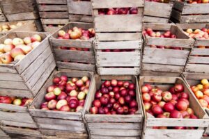 What Apples are Good to Pick in October