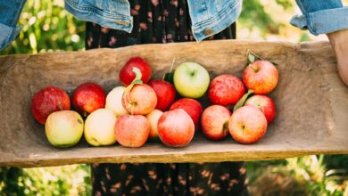 What Apples are Late Apples