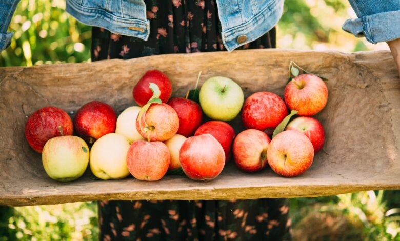 What Apples are Late Apples