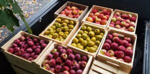 What Apples to Pick in October