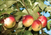 What Are Akane Apples