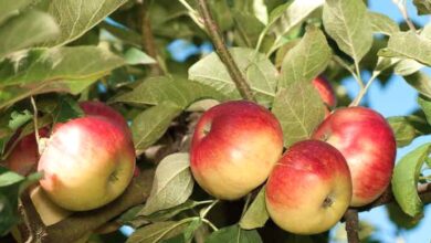 What Are Akane Apples