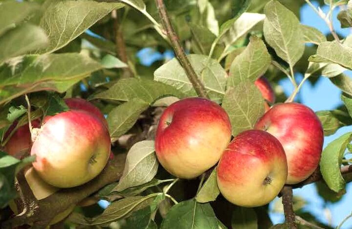 What Are Akane Apples