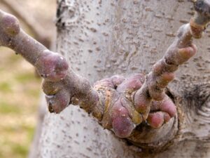 What Are The Bumps On The Branches Of My Apple Tree