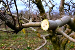 What Are The Methods Of Apple Propagation