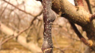 What Causes Galls On Apple Tree Limbs