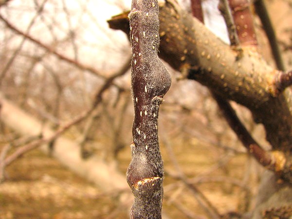 What Causes Galls On Apple Tree Limbs