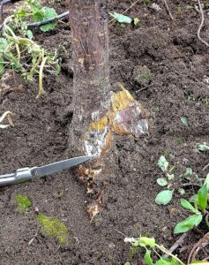 What Causes Root Rot İn Armillaria