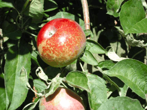 What Causes Russet