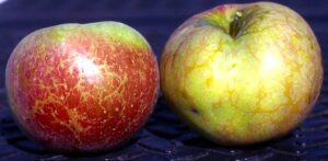 What Causes Russeting On Apples
