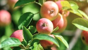 What İs The Best Month To Plant Apple Trees