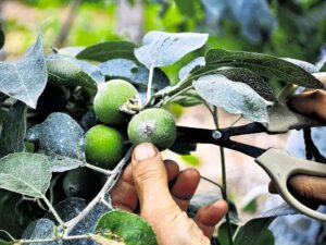 What İs The Purpose Of Apple Thinning
