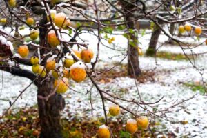 What To Do For Apple Trees in Winter